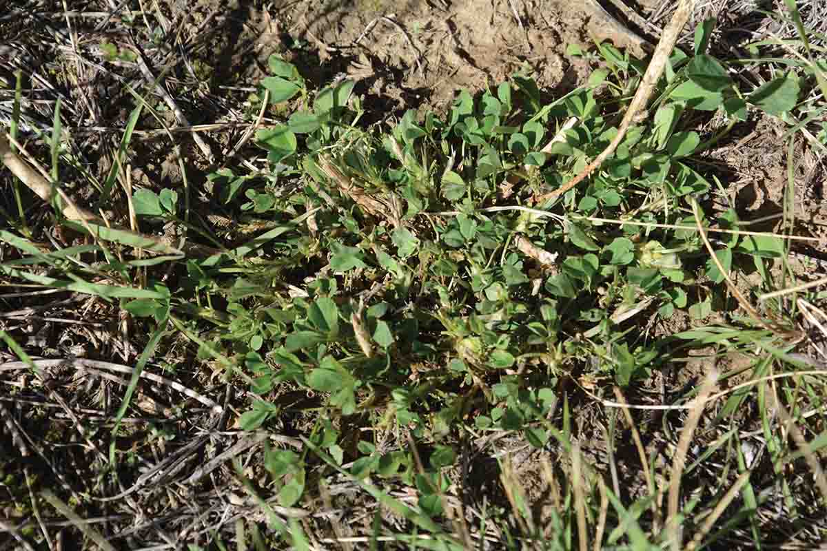 Forbs, like this clump of alfalfa on a Montana prairie, are prized items in the diet of early-season deer.